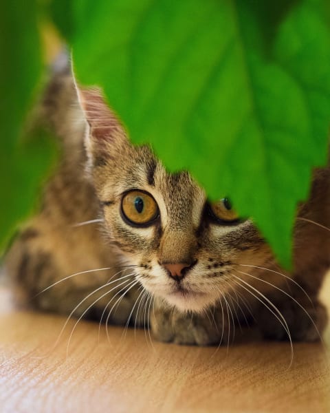 Plants that are toxic to cats, Memphis vet
