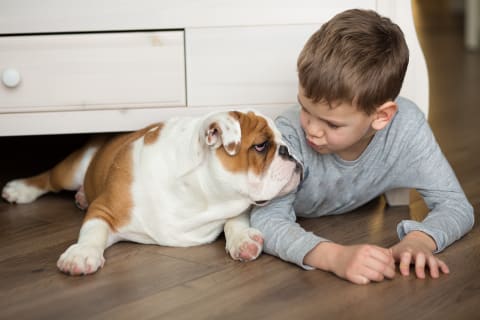 Best dogs for kids, English Bulldog
