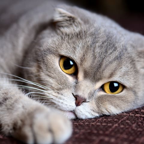 Best cat breeds for indoor cats, Memphis vet