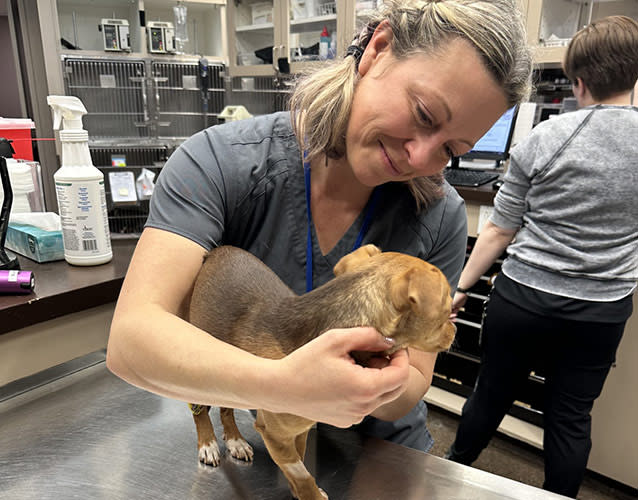 Emergency Pet Care | Memphis Veterinary Specialist & Emergency | Cordova, Tennessee