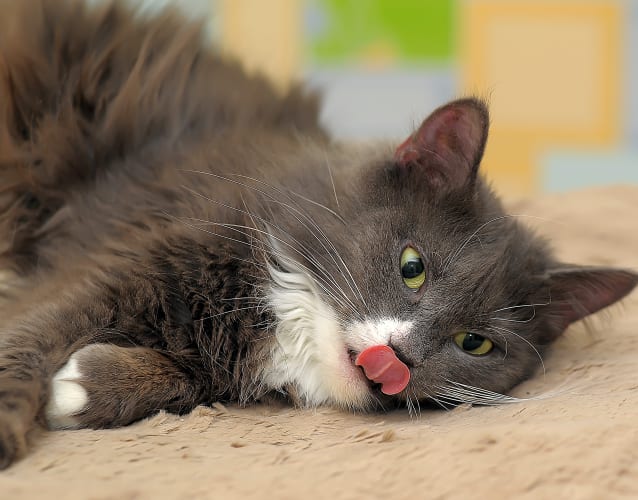 Hyperthyroidism | Memphis Veterinary & Emergency | Cordova, Tennessee