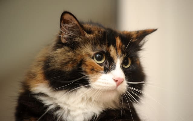 Hyperthyroidism | Memphis Veterinary & Emergency | Cordova, Tennessee