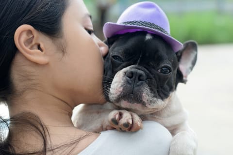 Best dogs for kids, Boston Terrier