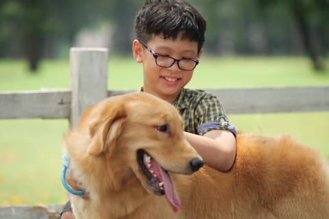 Best dogs for kids, golden retriever