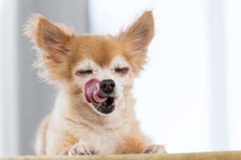 Best dry food for small dogs, Memphis Vet Specialists