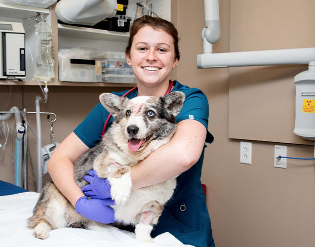24/7 Emergency Care | Memphis Veterinary Specialists & Emergency | Cordova  Vet