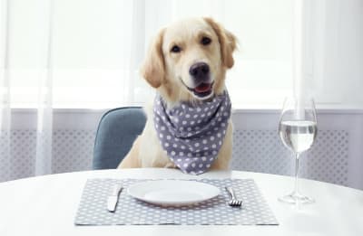 Giving dogs people food shop