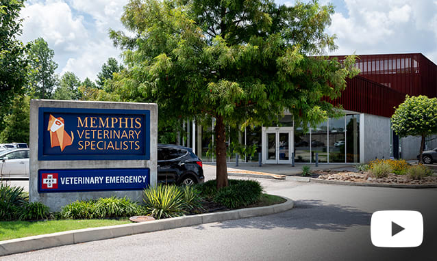 Memphis Veterinary Specialists