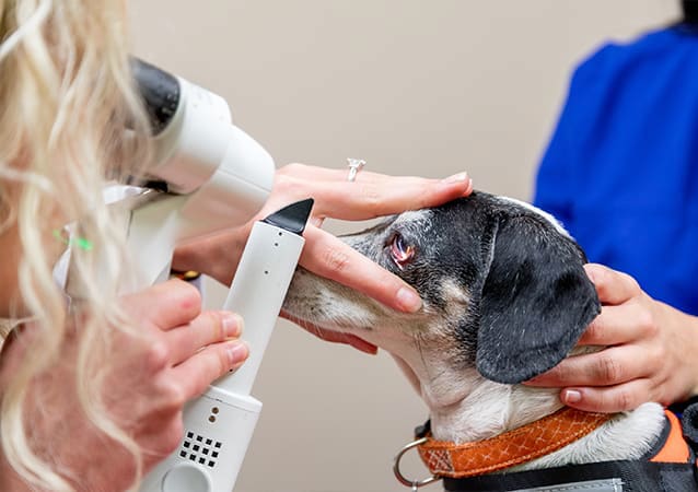 Ophthalmology Services | Memphis Veterinary & Emergency | Cordova, Tennessee