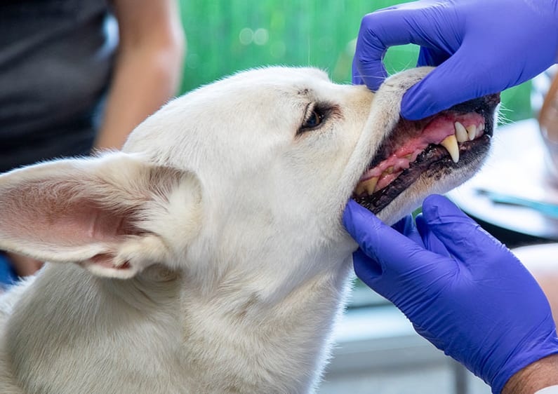 Dentistry | Memphis Veterinary & Emergency | Cordova, Tennessee