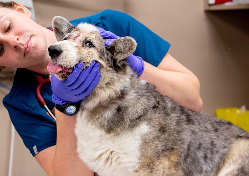 Dentistry | Memphis Veterinary & Emergency | Cordova, Tennessee