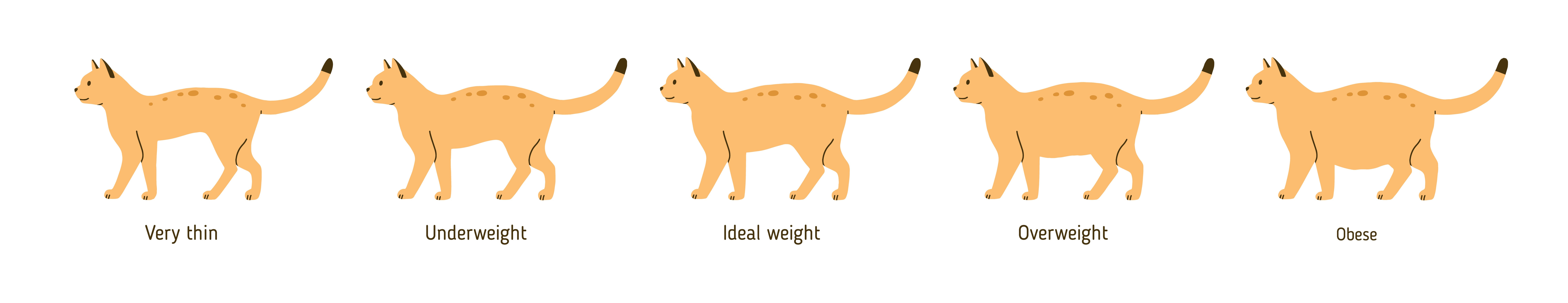 Is My Cat Overweight Cordova Vet